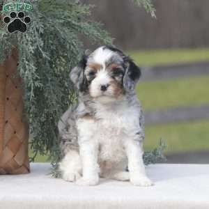 Carter, Cavapoo Puppy